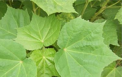 植物提取物方法 植物提取物常見(jiàn)檢測(cè)方法(完整版)